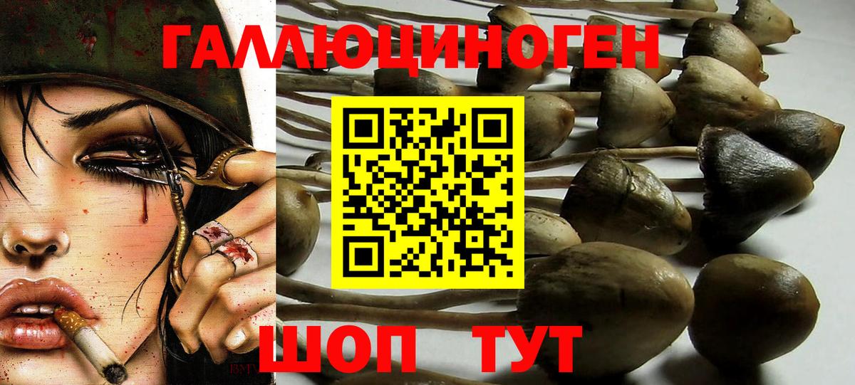 Галлюциногенные грибы Psilocybe Кольчугино
